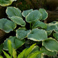 Pizzazz Hosta Plant