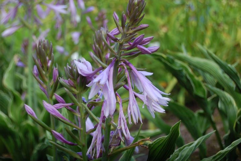 hosta praying hands plant Praying Hands Hosta Plant – EVERGREEN