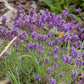 Lavandula angustifolia Hidcote