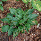 Neptune Hosta Plant