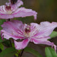 Hagley Hybrid Clematis Vine
