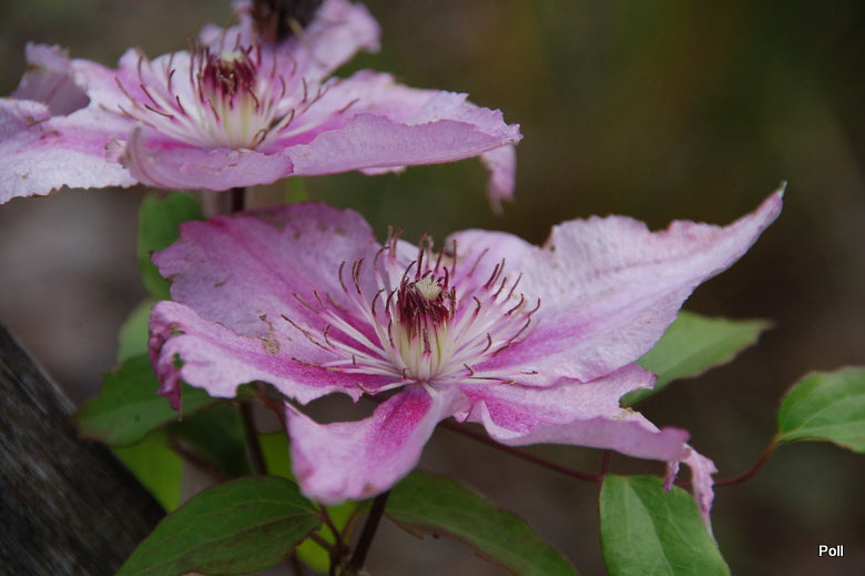 Hagley Hybrid Clematis Vine