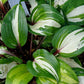 Raspberry Sundae Hosta Plant