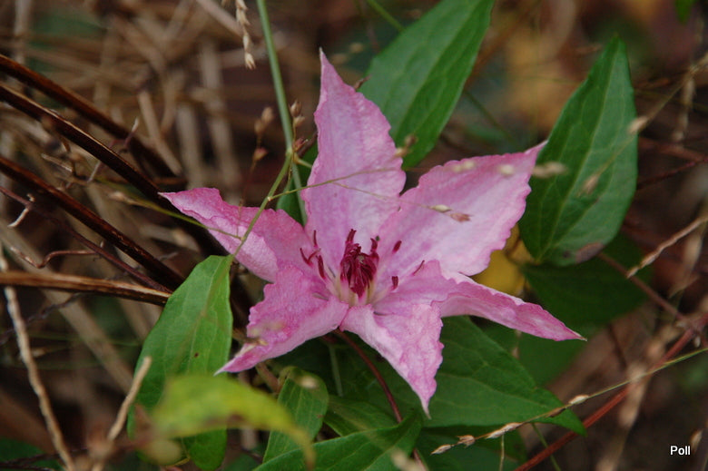 Hagley Hybrid Clematis Vine