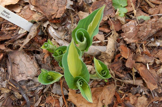 Hot Kiss Hosta Plant