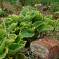 Sagae Hosta Plant