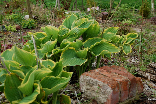 Sagae Hosta Plant