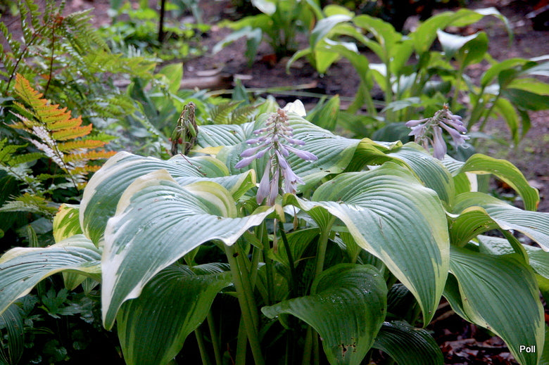 Montana Aureomarginata Hosta Plant
