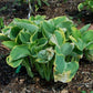 Sagae Hosta Plant
