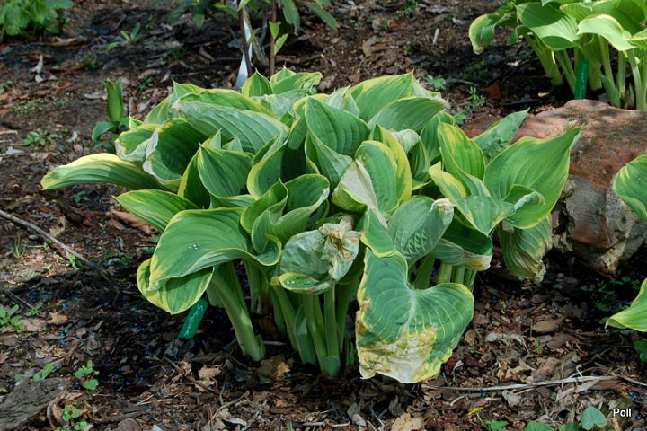 Sagae Hosta Plant