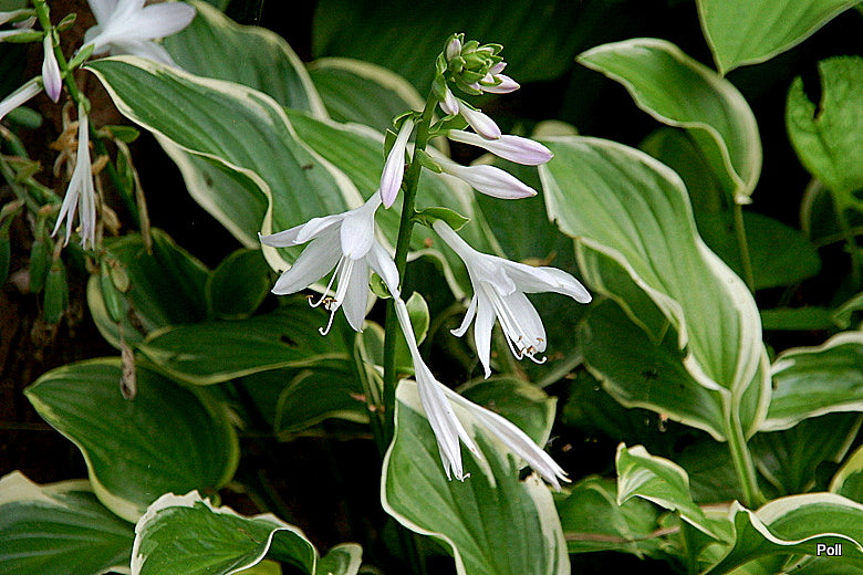 So Sweet Hosta Plant