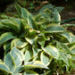 Wolverine Hosta Plant
