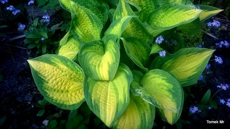 Orange Marmalade Hosta Plant