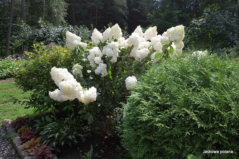 Hydrangea paniculata Renhy Vanille Fraise
