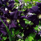 Romantica Clematis Vine