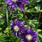 Haku Okan Clematis Vine