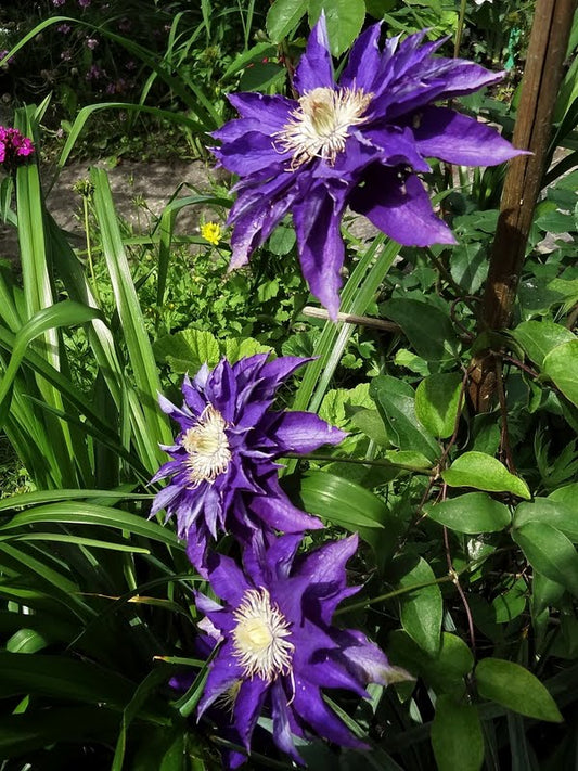 Haku Okan Clematis Vine