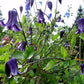 Integrifolia Rooguchi Clematis Vine