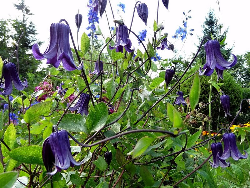 Integrifolia Rooguchi Clematis Vine