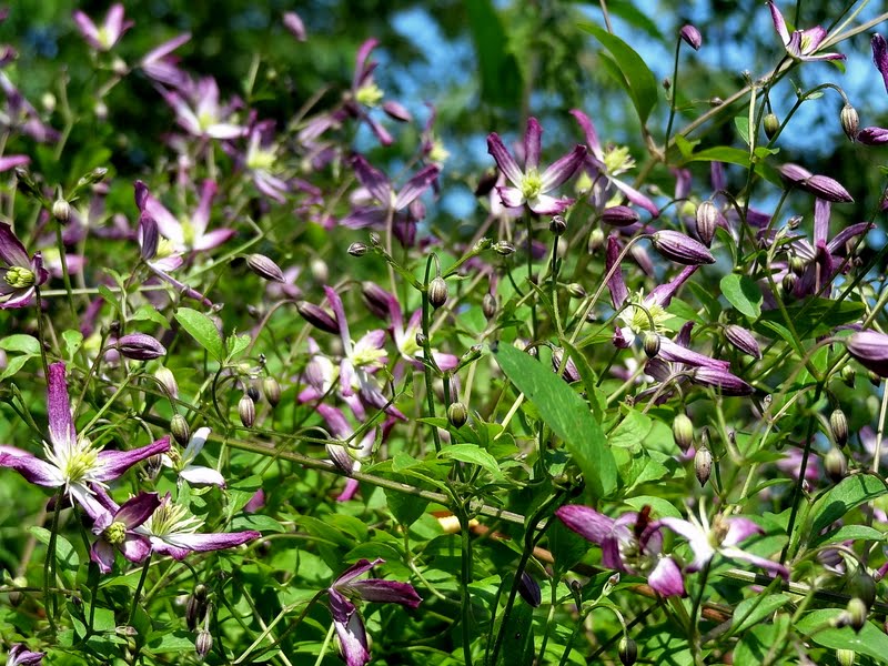 Triternata Rubromarginata Clematis Vine