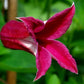 Texensis Princess Diana Clematis Vine