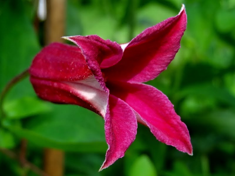 Texensis Princess Diana Clematis Vine
