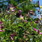 Triternata Rubromarginata Clematis Vine