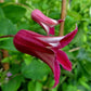 Texensis Princess Diana Clematis Vine