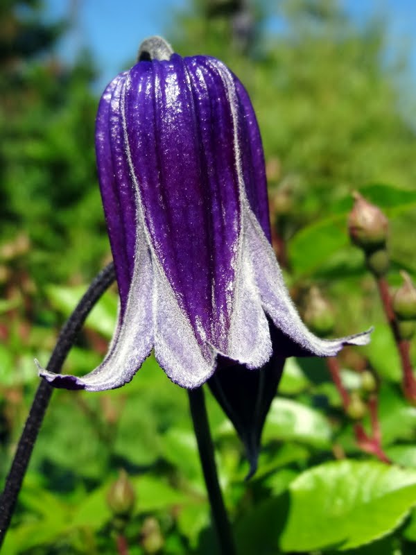 Integrifolia Rooguchi Clematis Vine