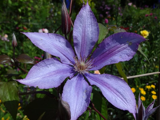 Dorothy Walton Clematis Vine