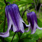 Integrifolia Rooguchi Clematis Vine