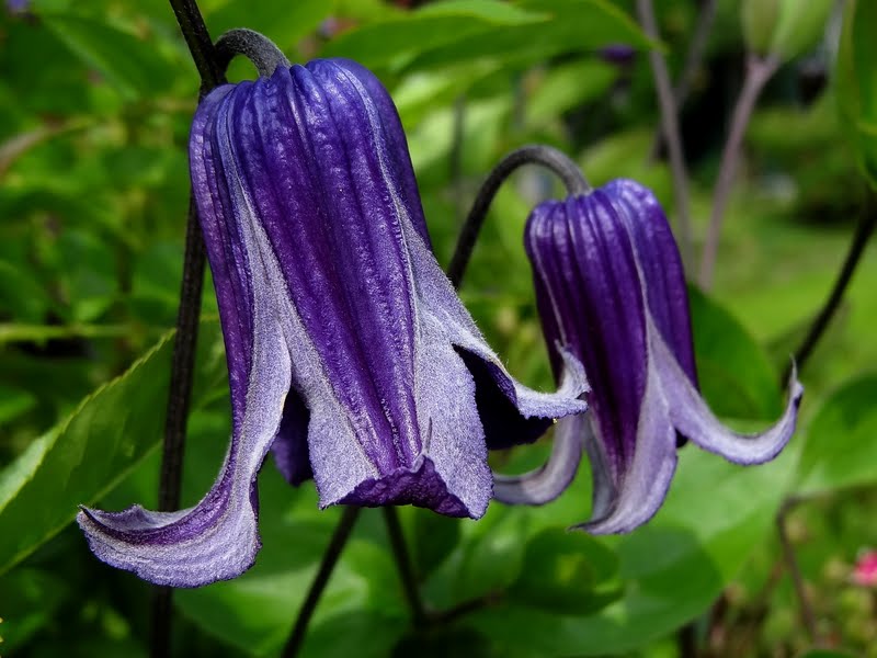 Integrifolia Rooguchi Clematis Vine