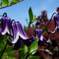 Integrifolia Rooguchi Clematis Vine