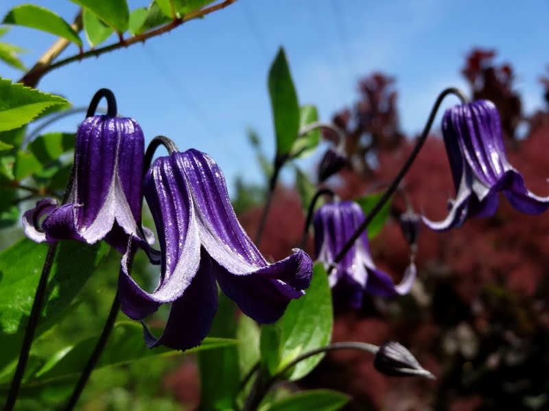 Integrifolia Rooguchi Clematis Vine