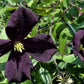 Romantica Clematis Vine