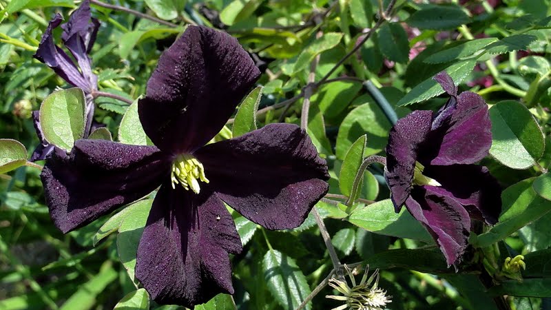 Romantica Clematis Vine