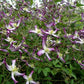 Triternata Rubromarginata Clematis Vine