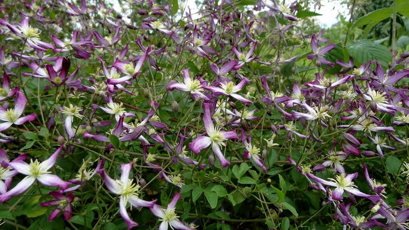 Triternata Rubromarginata Clematis Vine