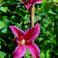 Texensis Princess Diana Clematis Vine