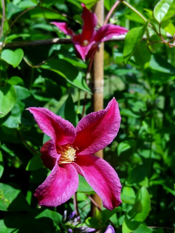 Texensis Princess Diana Clematis Vine
