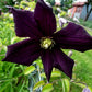 Romantica Clematis Vine