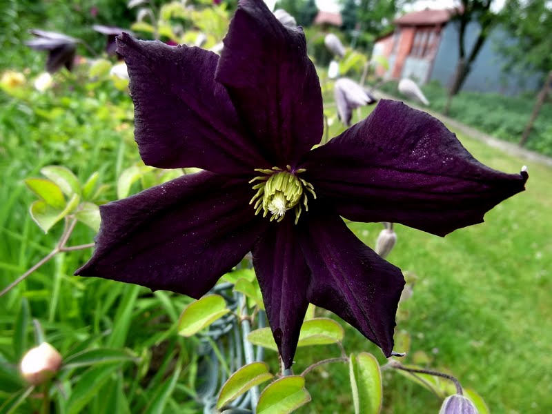 Romantica Clematis Vine