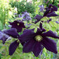 Romantica Clematis Vine