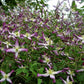 Triternata Rubromarginata Clematis Vine