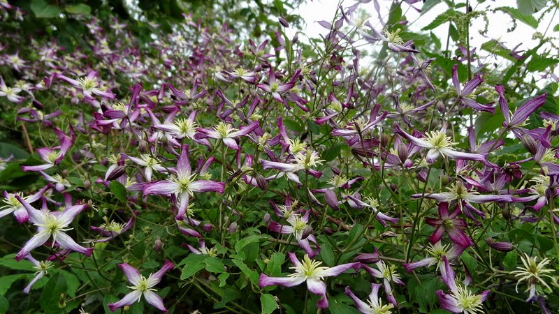 Triternata Rubromarginata Clematis Vine