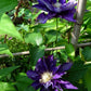 Haku Okan Clematis Vine