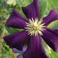 Romantica Clematis Vine