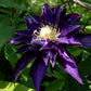 Haku Okan Clematis Vine