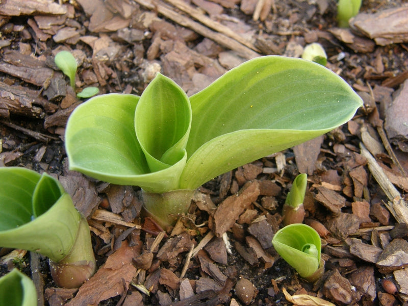 Lucky Mouse Hosta Plant