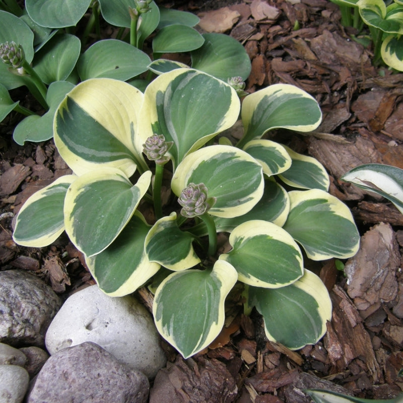 Lucky Mouse Hosta Plant